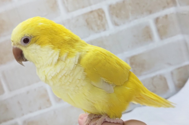 オキナインコ