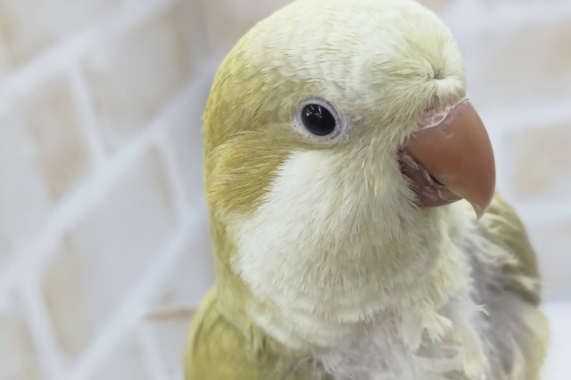 オキナインコ