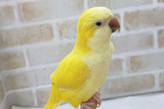 オキナインコ