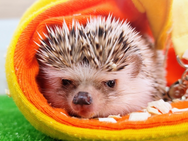 ハリネズミ（ヨツユビハリネズミ）