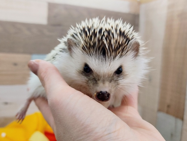 ハリネズミ（ヨツユビハリネズミ）