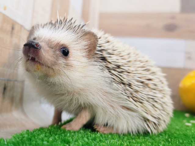 ハリネズミ（ヨツユビハリネズミ）