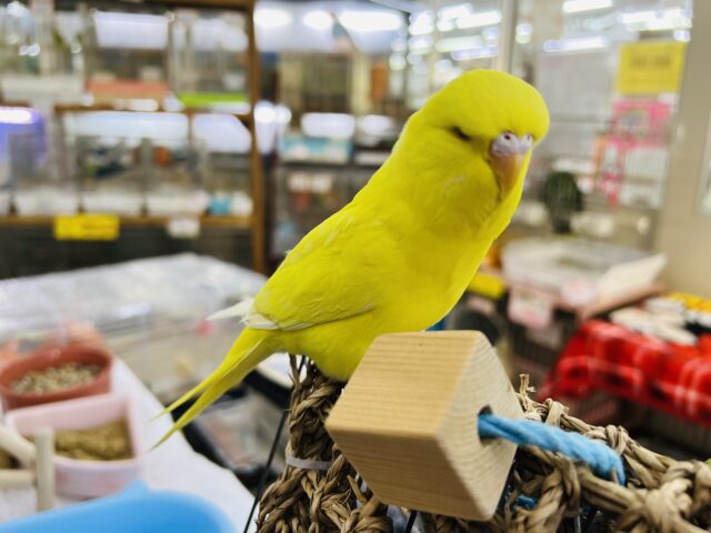 ジャンボセキセイインコ