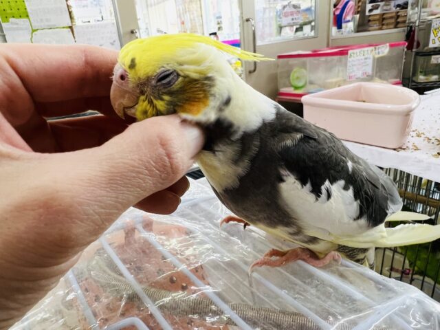 オカメインコ