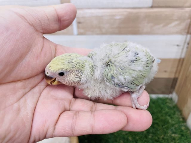 コザクラインコ（小桜インコ）