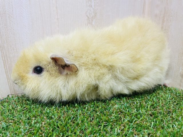 テディモルモット