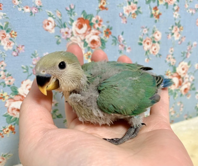 コザクラインコ（小桜インコ）