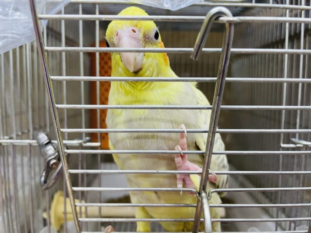 オカメインコ