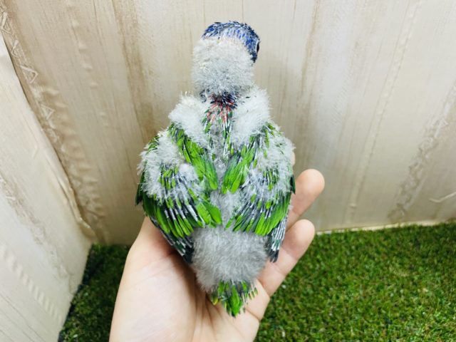 アカエリゴシキセイガイインコ