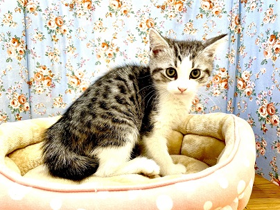 スコティッシュフォールド