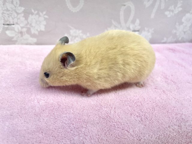 ゴールデンハムスター