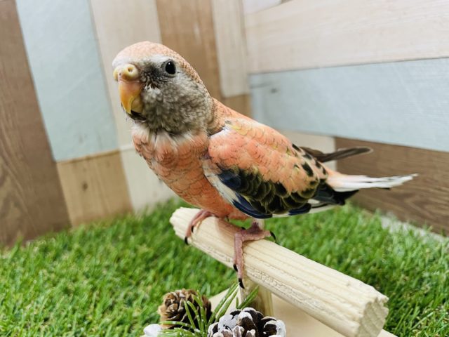 アキクサインコ（秋草インコ）