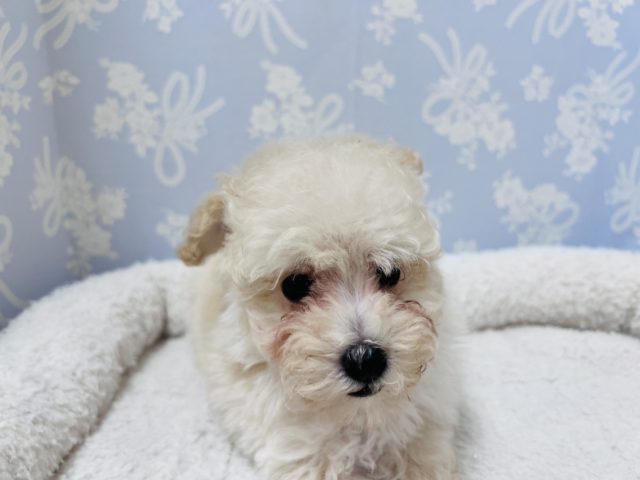 トイプードル