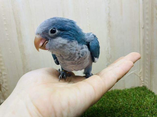 オキナインコ