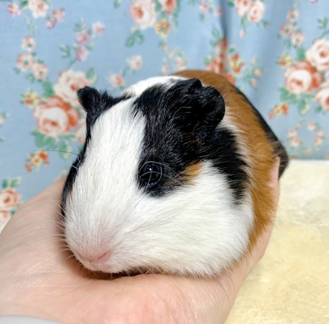 イングリッシュモルモット