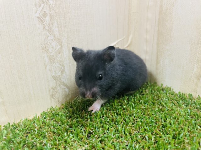 ゴールデンハムスター