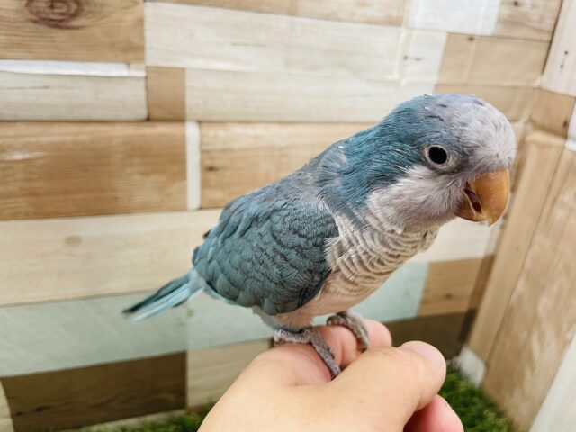 オキナインコ