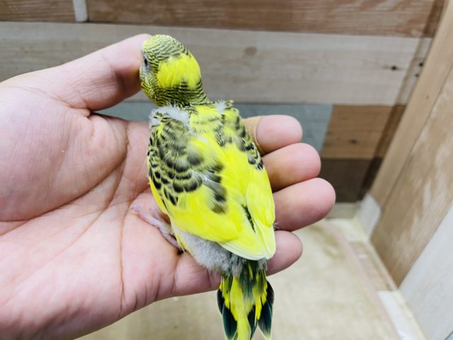 セキセイインコ