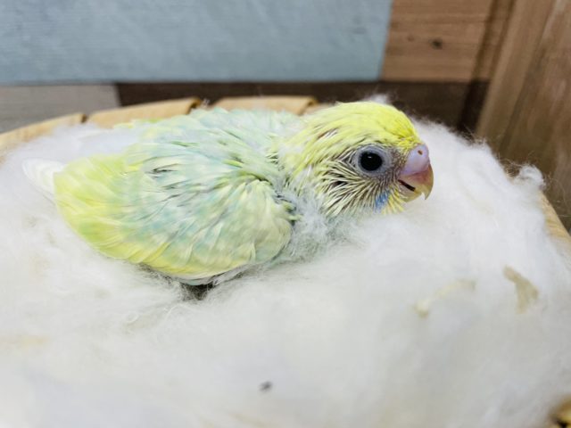 セキセイインコ
