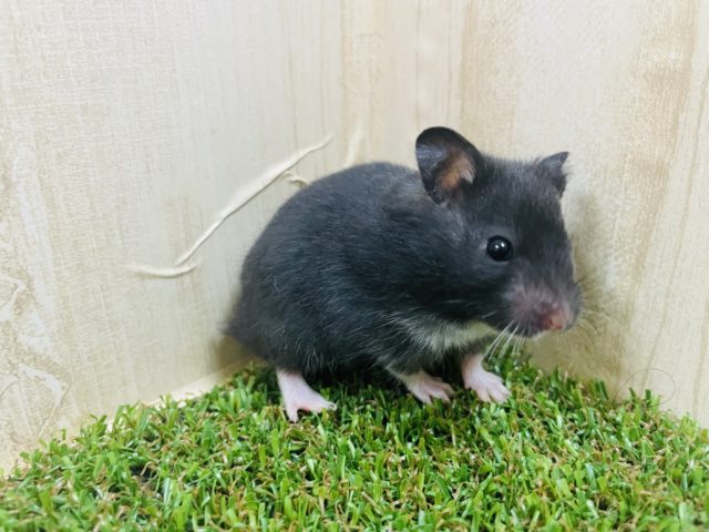 ゴールデンハムスター