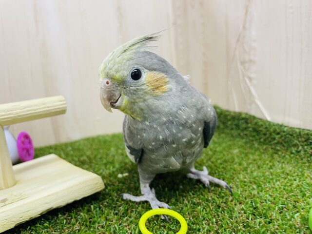 オカメインコ