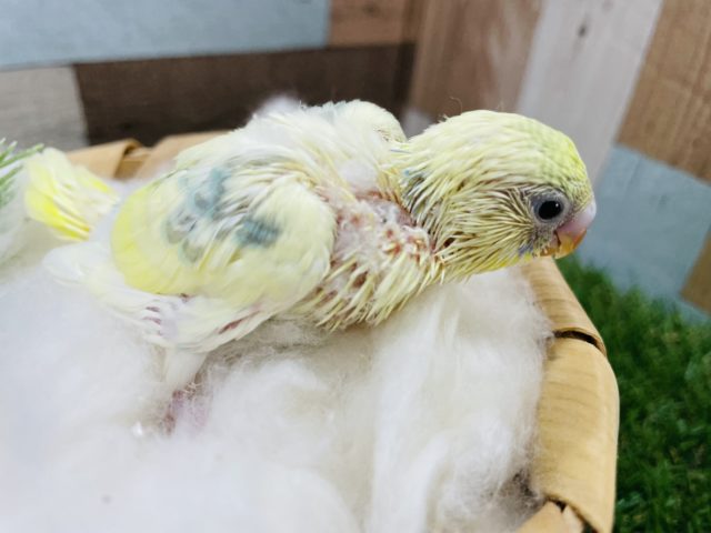 セキセイインコ