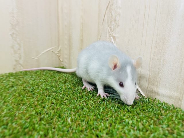 ファンシーラット