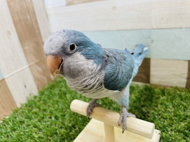 オキナインコ