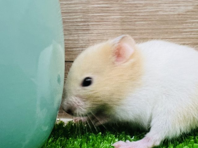 ゴールデンハムスター