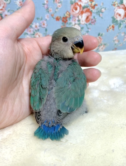 コザクラインコ（小桜インコ）