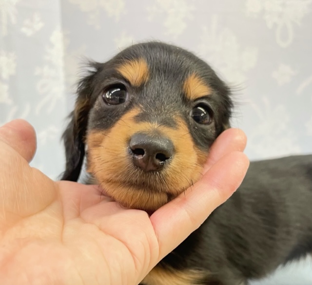 ミニチュアダックス