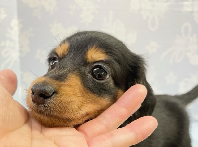 ミニチュアダックス