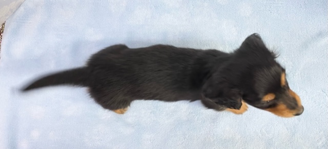 ミニチュアダックス