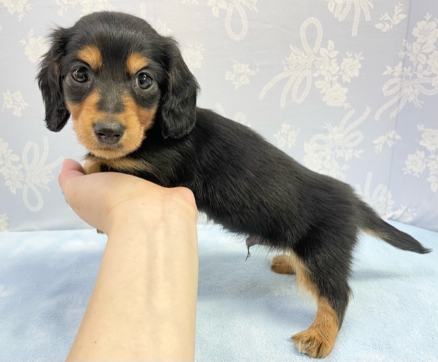 ミニチュアダックス