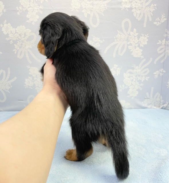 ミニチュアダックス