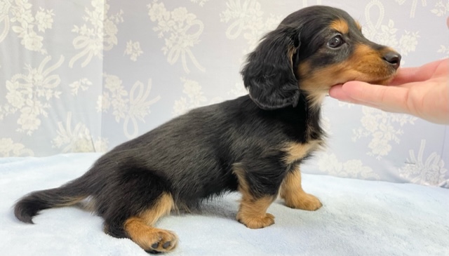 ミニチュアダックス