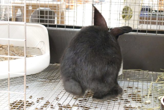 フレミッシュジャイアント