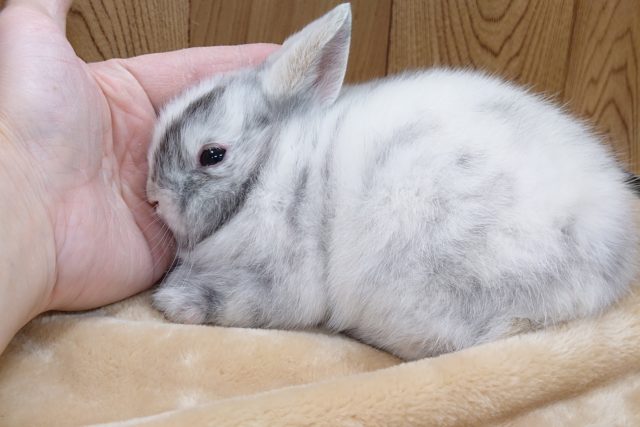 ミニウサギ
