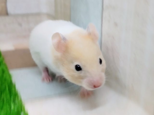ゴールデンハムスター