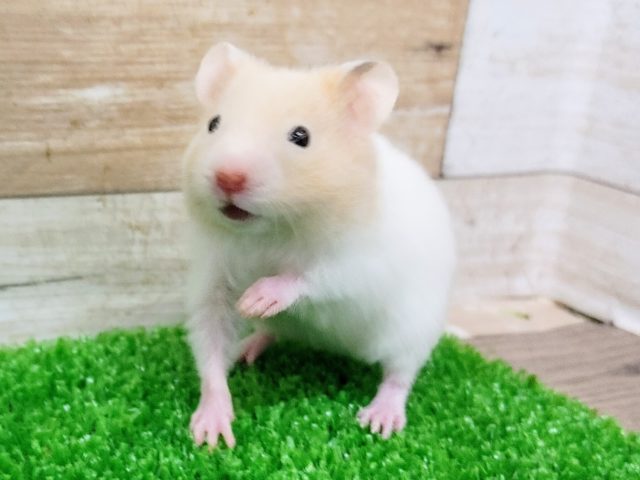 ゴールデンハムスター