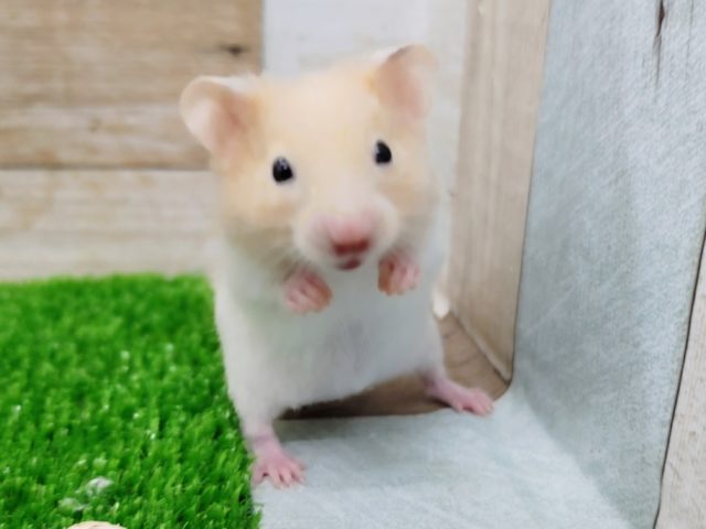 ゴールデンハムスター