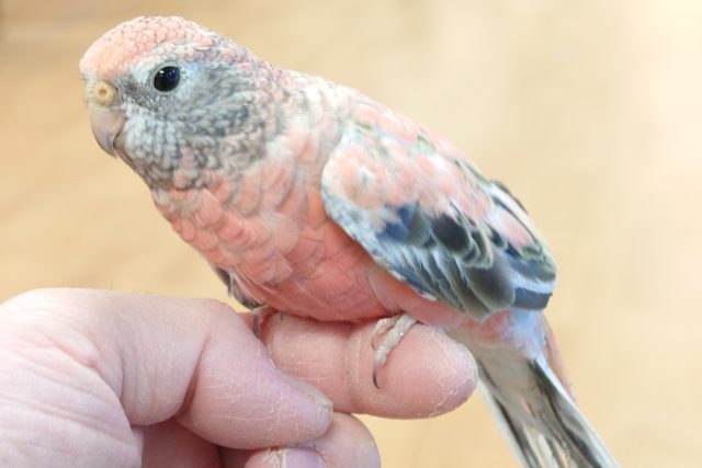 アキクサインコ（秋草インコ）