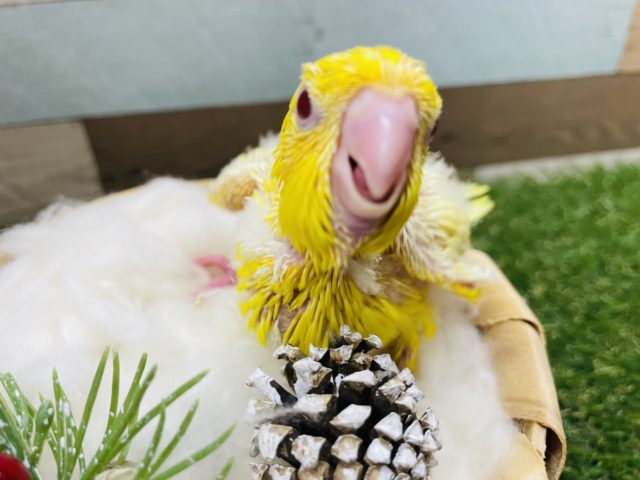 サザナミインコ