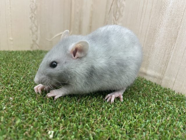 ファンシーラット