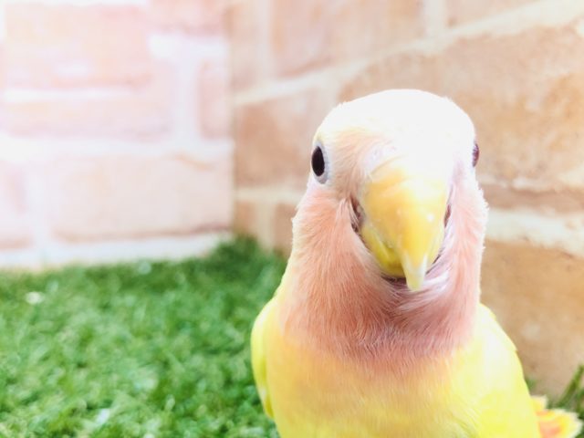 コザクラインコ（小桜インコ）