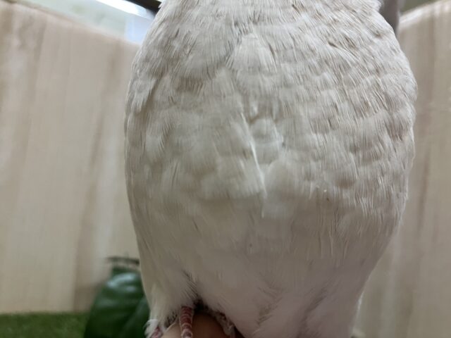 ジュズカケバト