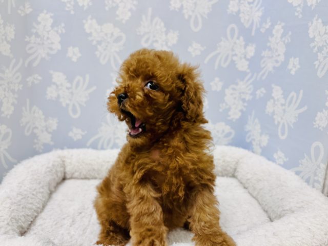 トイプードル