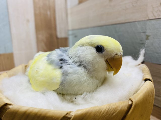 コザクラインコ（小桜インコ）