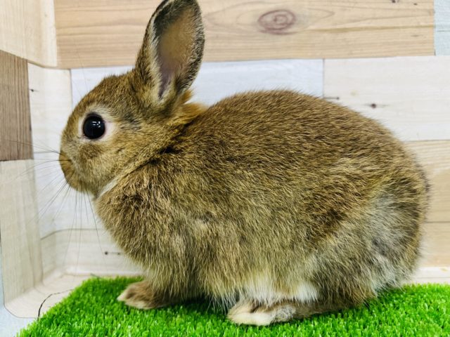 ネザーランドドワーフ