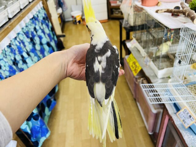 オカメインコ